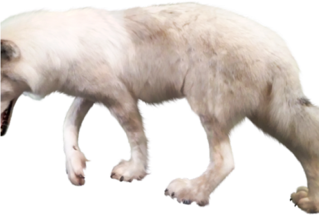 Gray Wolf Clipart Transparent Background - Wolf (640x480), Png Download