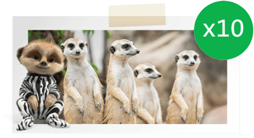 Safari Animals - 4 Surikaty (830x600), Png Download