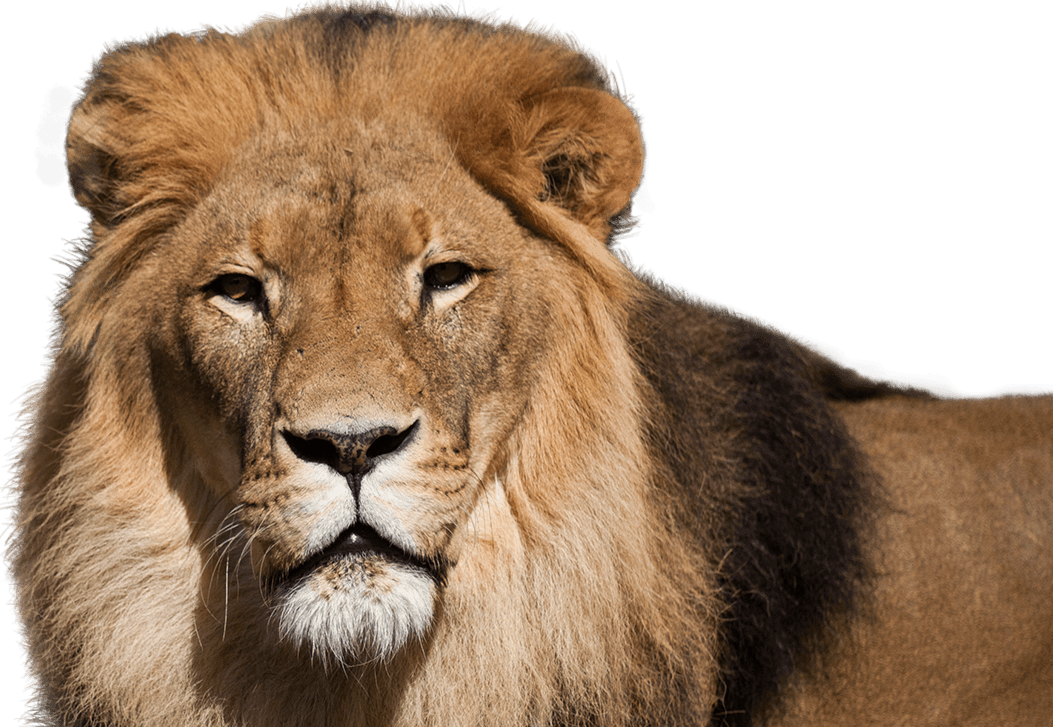 African Lion - National Zoo And Aquarium Png (1053x727), Png Download