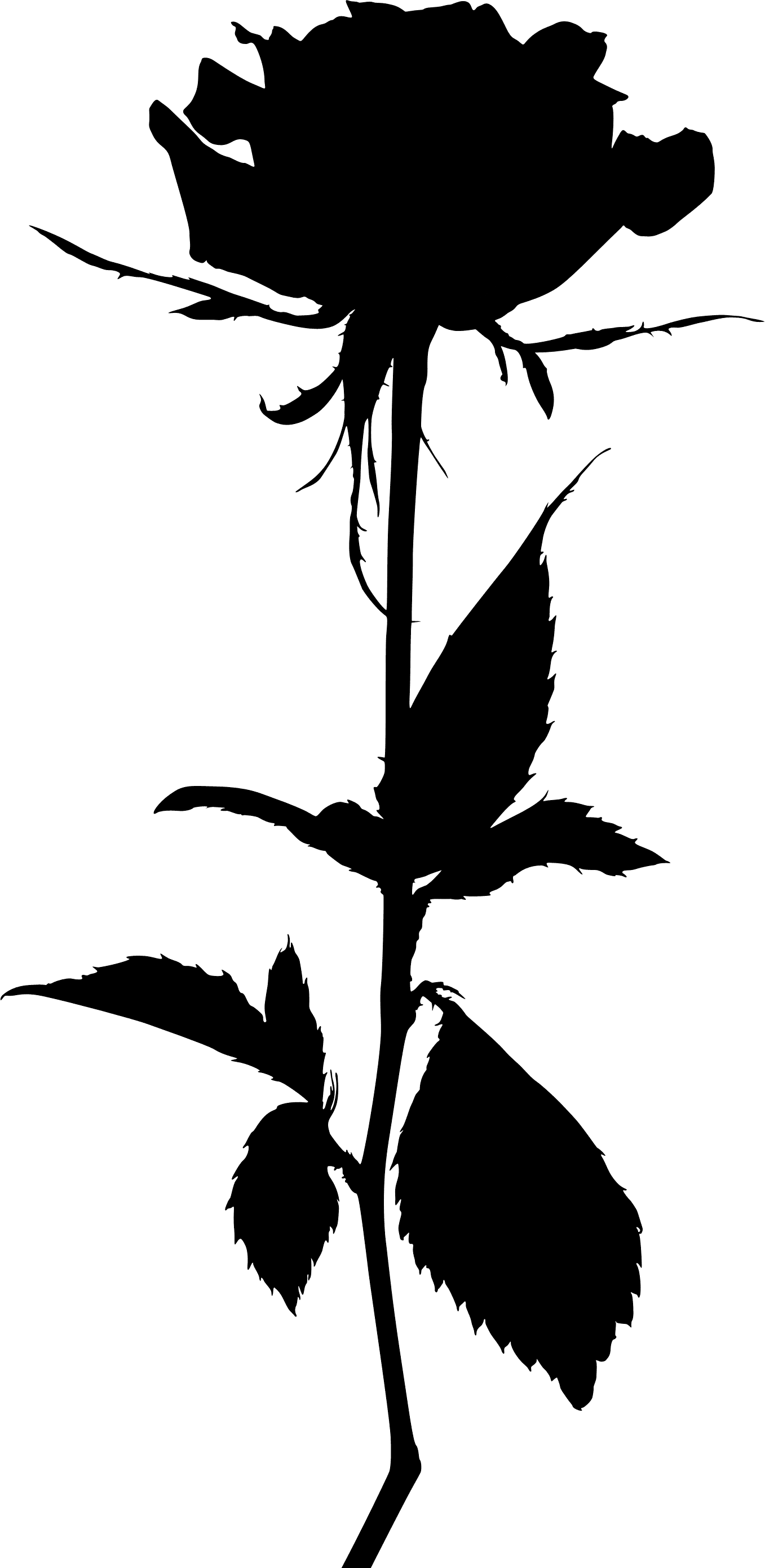 Flower Silhouette - White Roses In Png (1357x2781), Png Download