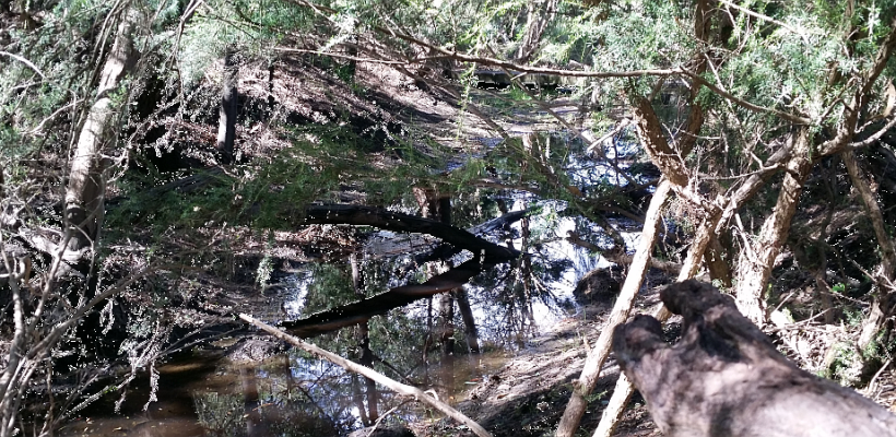 Restoring The Fotheringham Reserve Billabong (820x400), Png Download