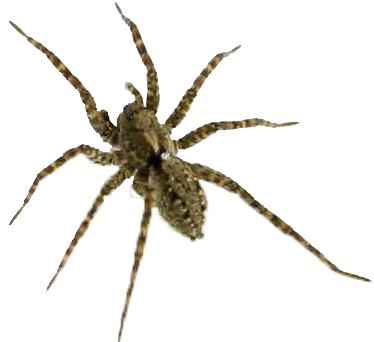 Wolf Spider (852x480), Png Download