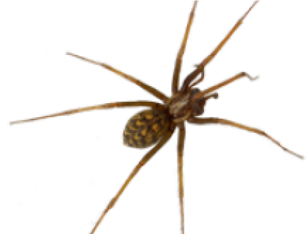 Common House Spider (640x480), Png Download