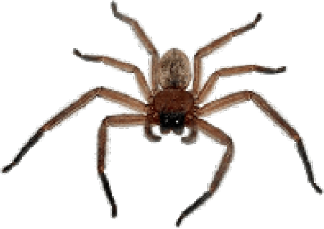 Spider Png Transparent Images - Spider Png (640x480), Png Download