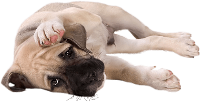 Free Png Download Little Dog Clipart Png Photo Png - Motivational Pets (850x396), Png Download