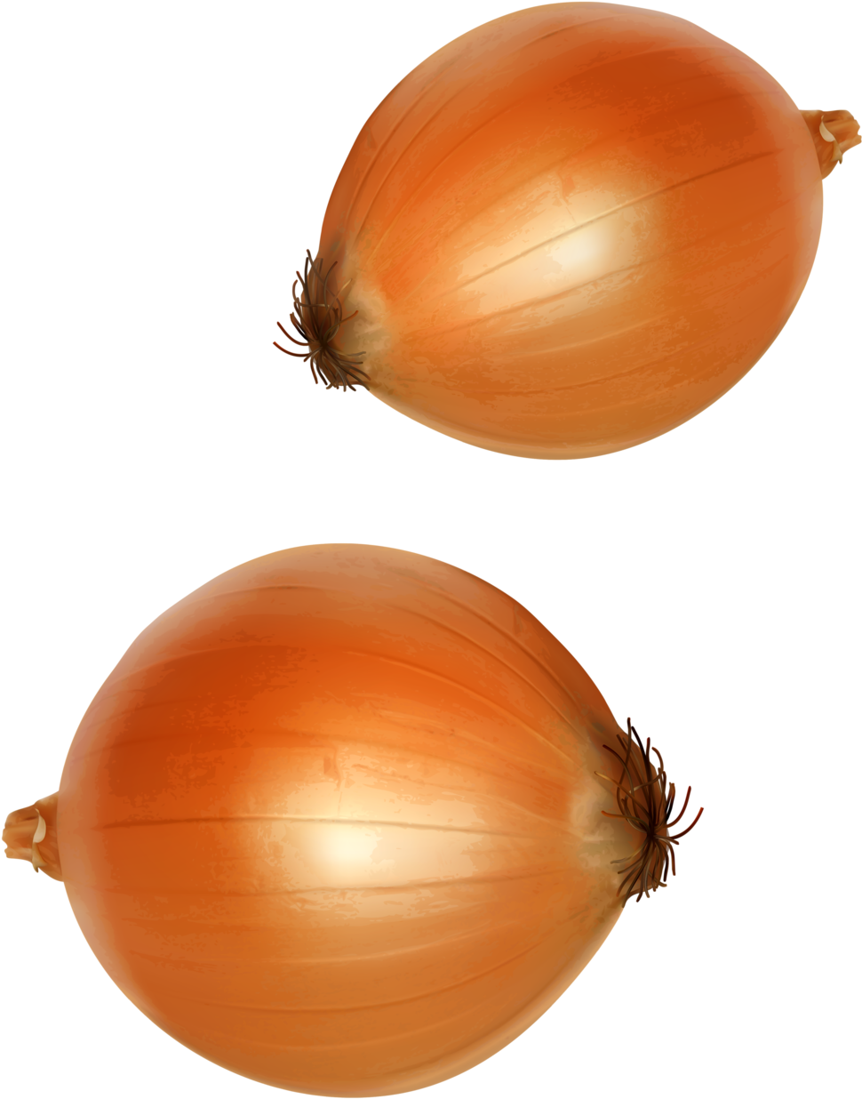 1075 X 1280 5 - Yellow Onion (1075x1280), Png Download