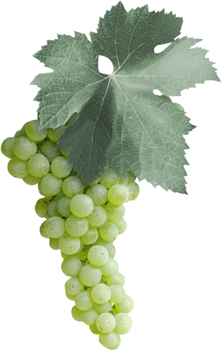 Among The 18 Malvasia Varieties In The Italian National - Malvasia Bianca Grape Puglia (595x709), Png Download