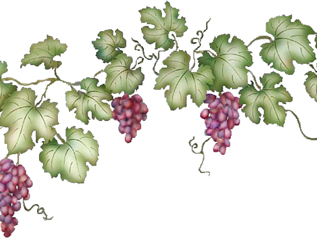 Vineyard Clipart Grape Vine - Grape Vine Transparent Background (640x480), Png Download