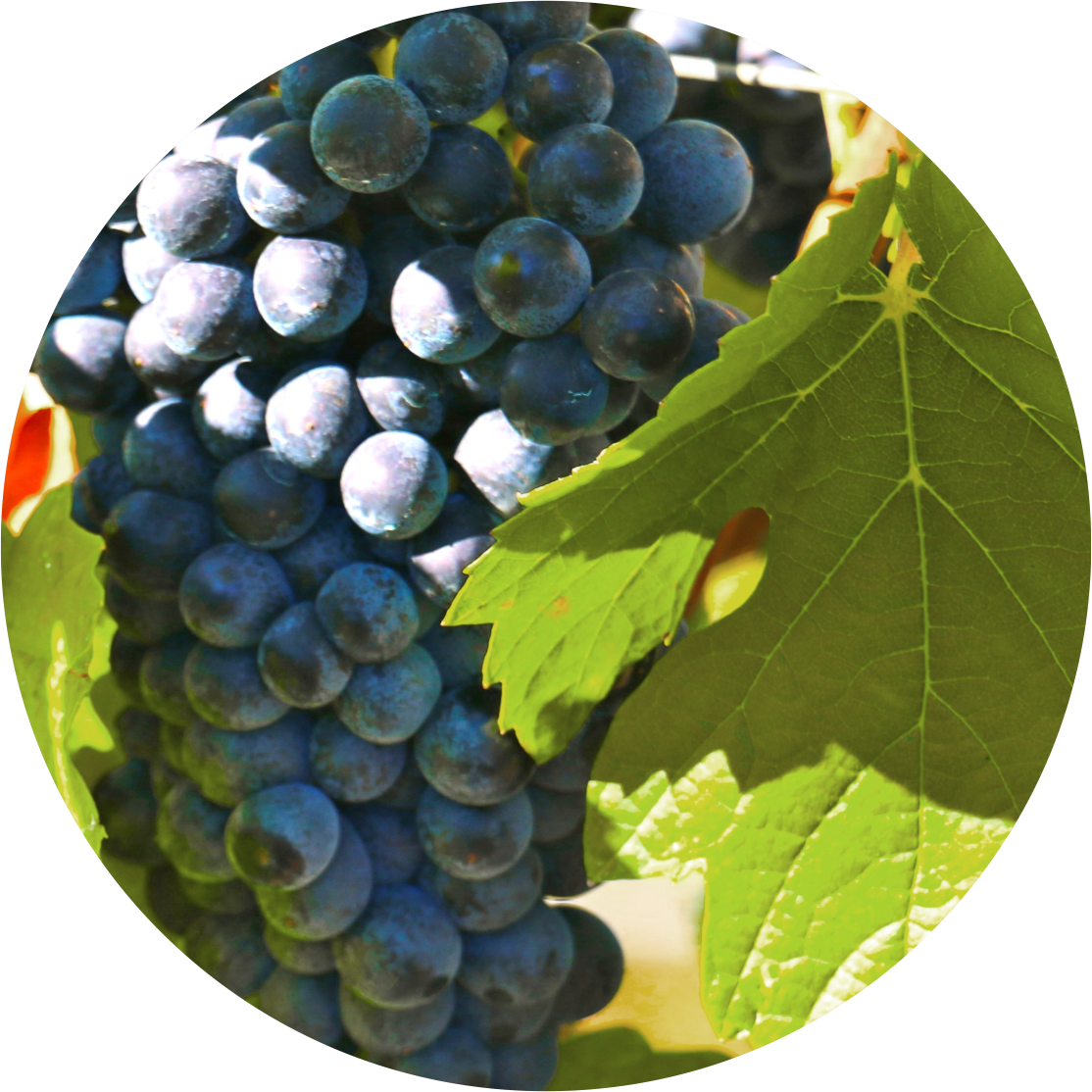 Verdelho - Seedless Fruit (1114x1114), Png Download