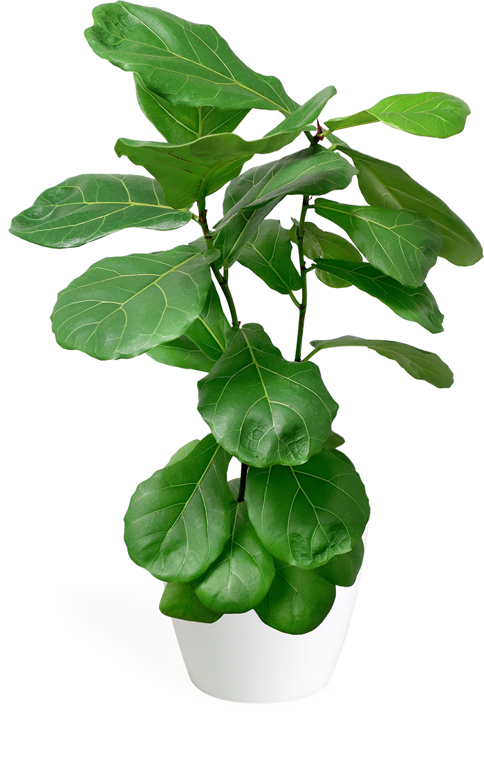 Ficus Lyrata X-small Bush - Fiddle-leaf Fig (700x1113), Png Download