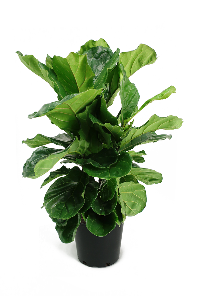 Ficus Lyrata Small Bush - Ficus Lyrata Bush (700x1035), Png Download