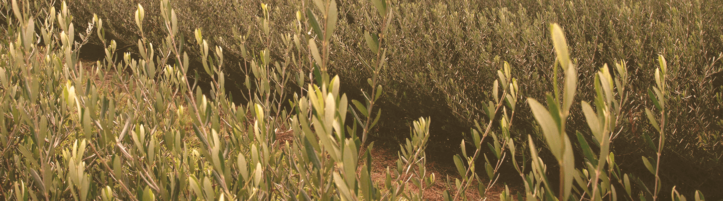 Grass (1439x400), Png Download