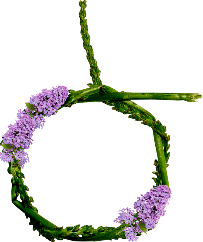 Forgetmenot - Verbena (673x800), Png Download