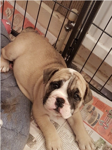 English Bulldog Pups Huu Clear - Australian Bulldog (640x480), Png Download