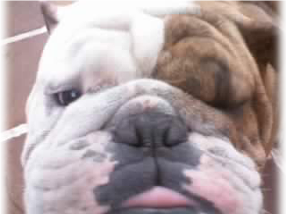 Theo's Bulldog - Australian Bulldog (936x439), Png Download