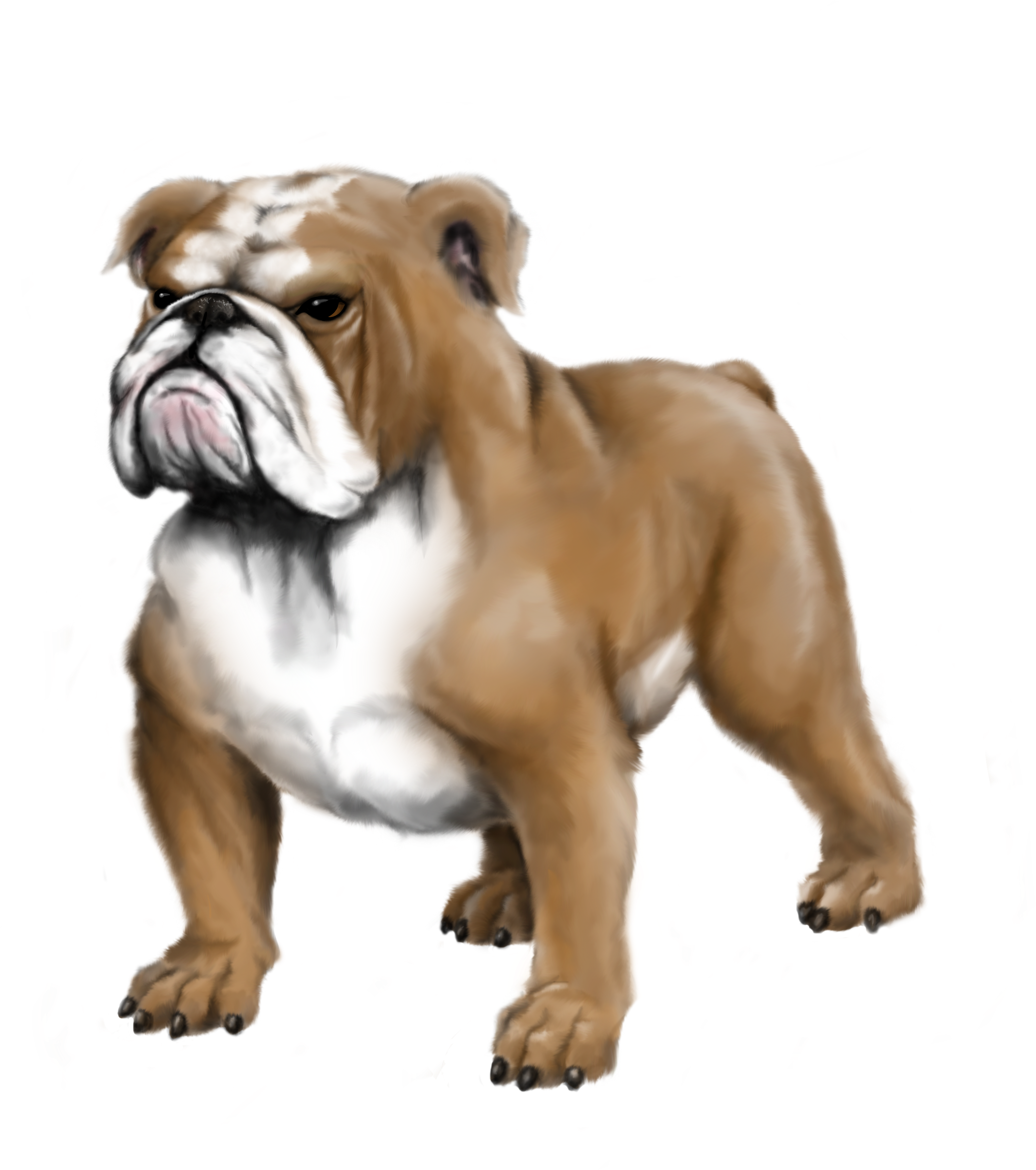 Mrc Bulldog Highres - Olde English Bulldogge (3600x3600), Png Download