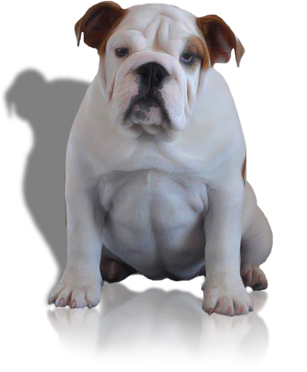 Females - Australian Bulldog (603x750), Png Download