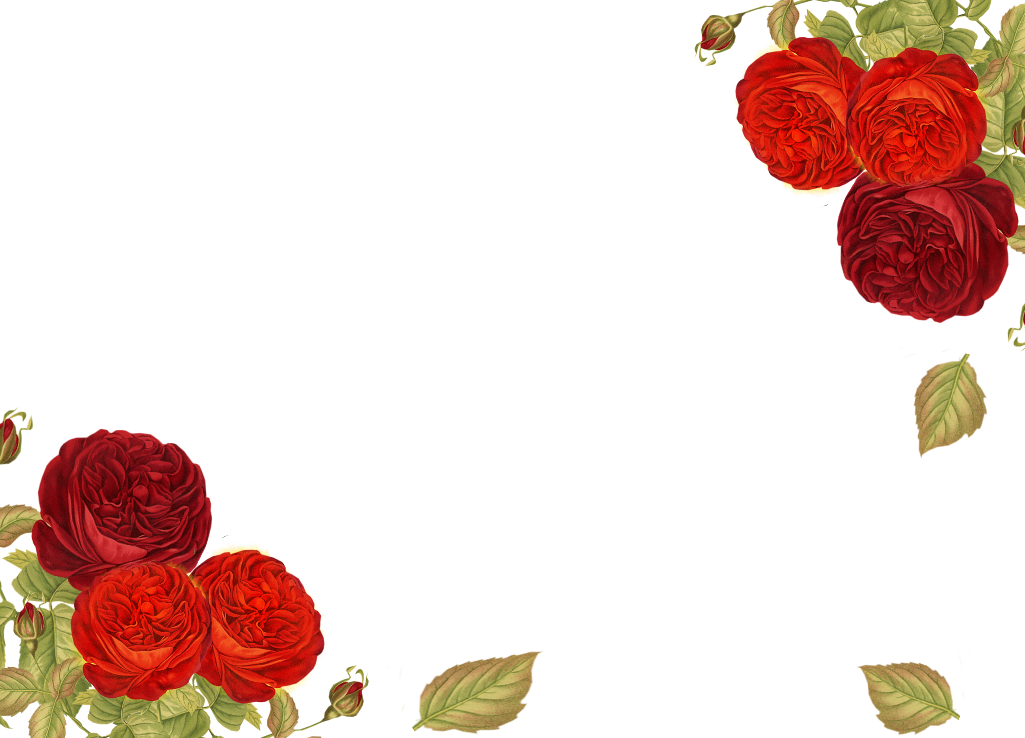 Post Navigation - Garden Roses (4000x2880), Png Download