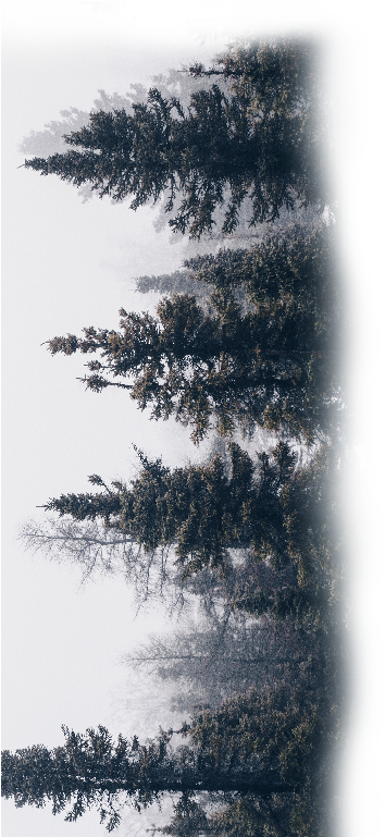 Tree Png ➤ Download - Instagram (614x768), Png Download