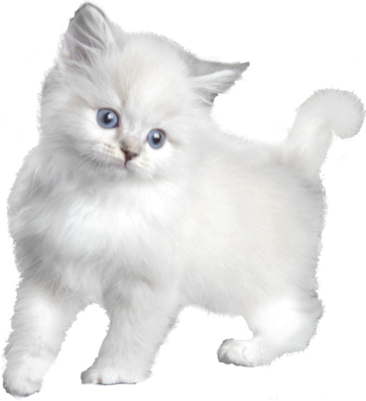Kitten (729x799), Png Download