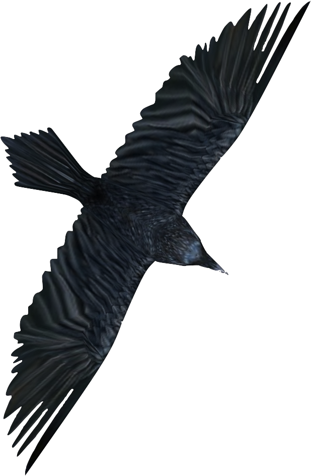 Ravens Are A Type Of Crow That Can Be Found In Abundance - Egyptian Vulture (714x1014), Png Download