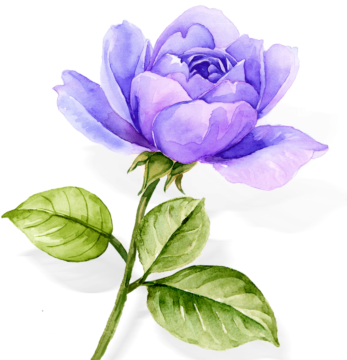 Watercolor Flowers Blue Roses Plants Png And Psd - Floribunda (1181x1181), Png Download