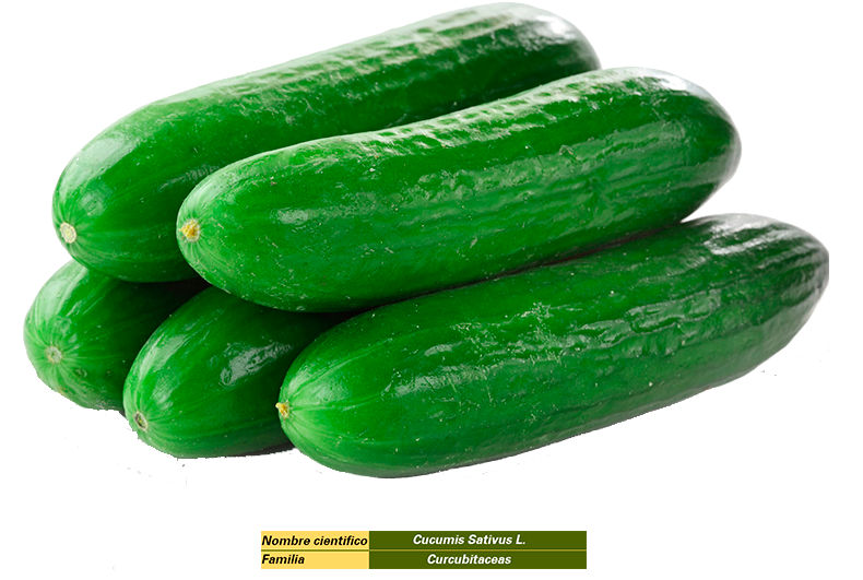 Pepino - Cucumber In Saudi Arabia (800x533), Png Download