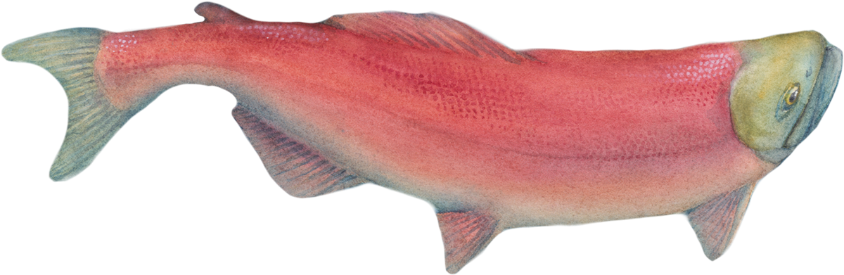 A Salmon Journey - Sockeye Salmon (1200x391), Png Download