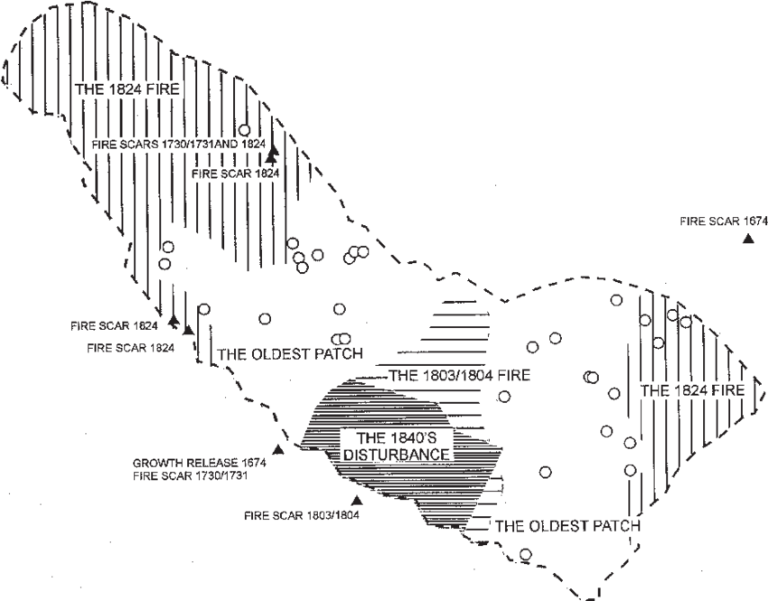 Approximate Limits Of Different Disturbance Patches - Diagram (850x665), Png Download