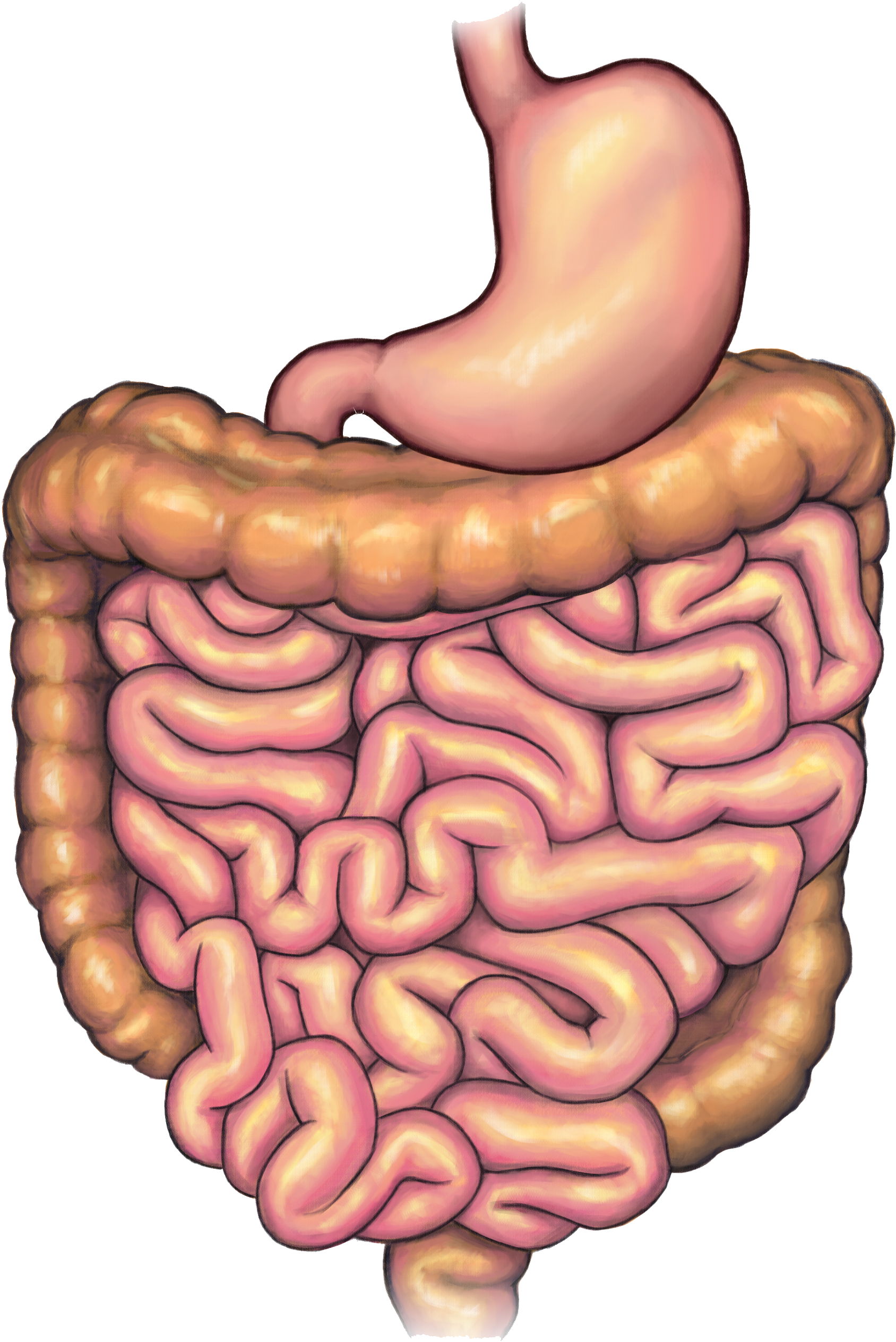 Before Surgery - Illustration (3000x3000), Png Download
