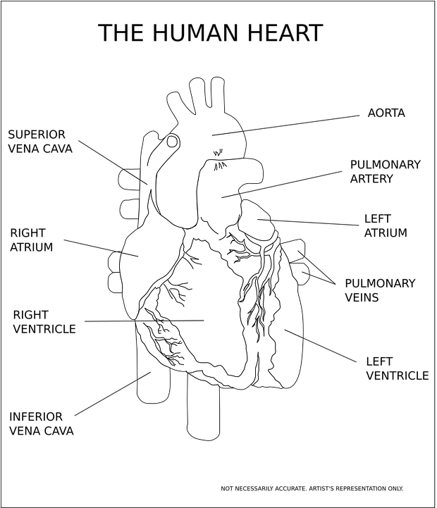 Heart, Ventricle, Organ, Human, Anatomy, Medical - Human Heart Black And White (649x720), Png Download