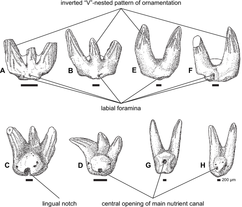 Typical Teeth Of Bransonella And Barbclabornia (e H) - Drawing (850x726), Png Download