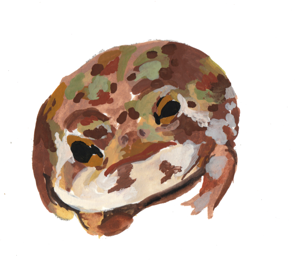 Frogs6 - Palette (1000x901), Png Download