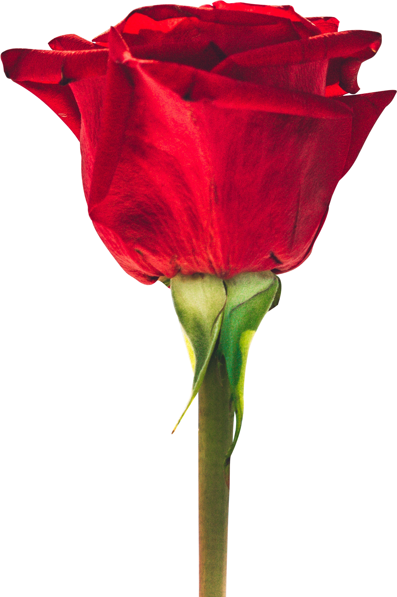 Download - Good Morning Small Flowers (1689x2346), Png Download