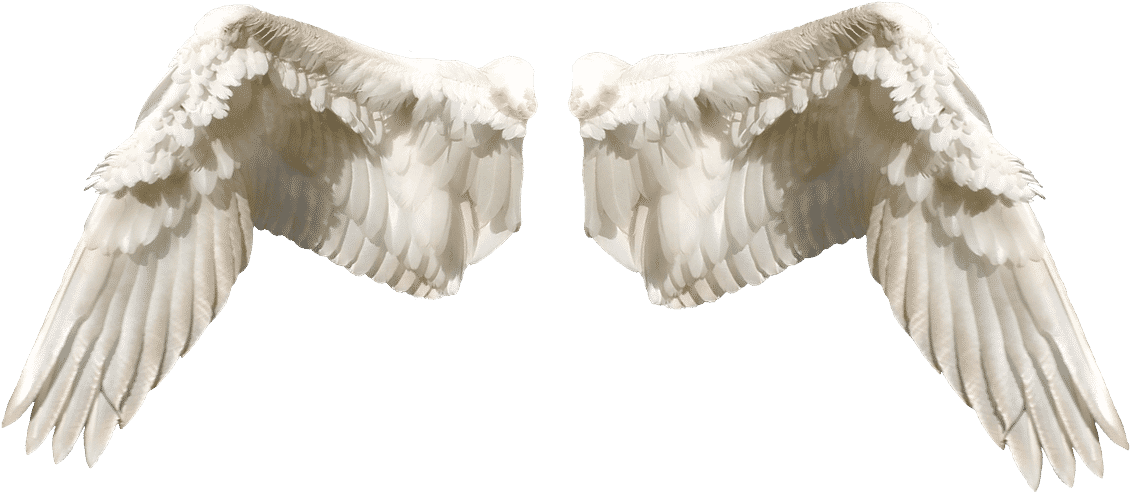 What Are The Different Types Of Angels In The Bible - Wings In Different Types (1280x850), Png Download