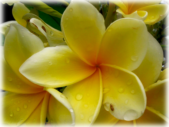Wild Things Grow - Frangipani (640x480), Png Download