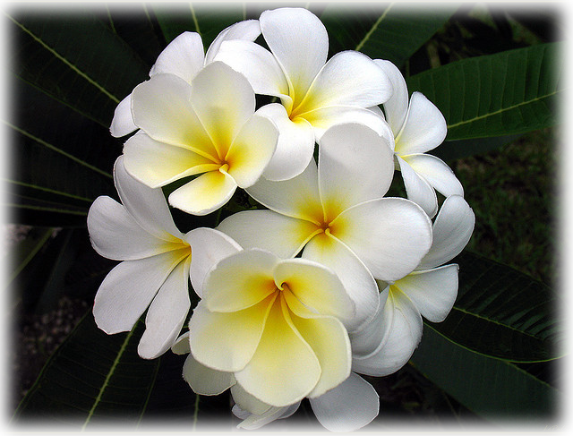 Wild Things Grow - Frangipani (640x487), Png Download