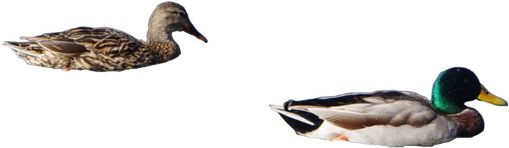 Ducks Png - Mallard (1024x680), Png Download
