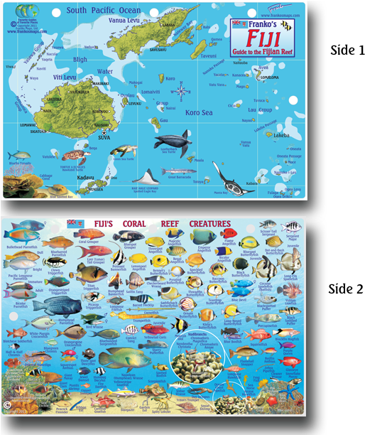 1814-32 - Reef Fish Of Fiji (536x611), Png Download