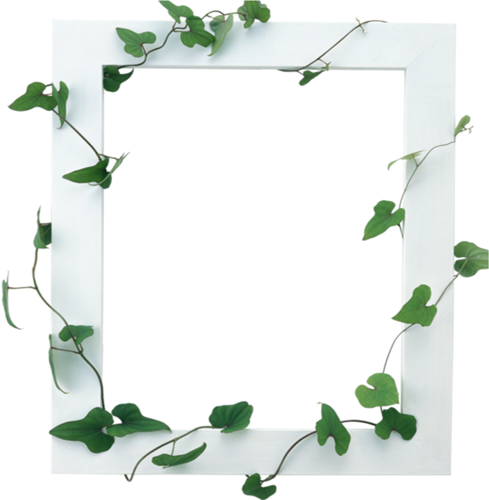 Download Mq White Vines Frame Frames Border Borders Border Frames For PNG Image with