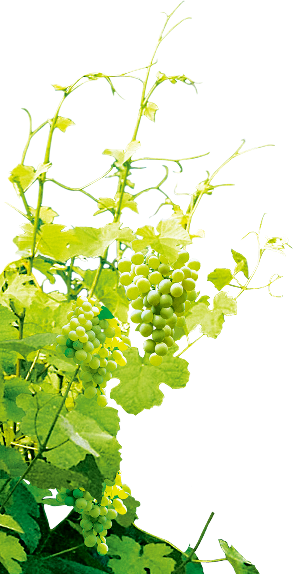 Green Grapes, Clip Art, Illustrations, Green Grape, - Grapevine Png (1029x2012), Png Download