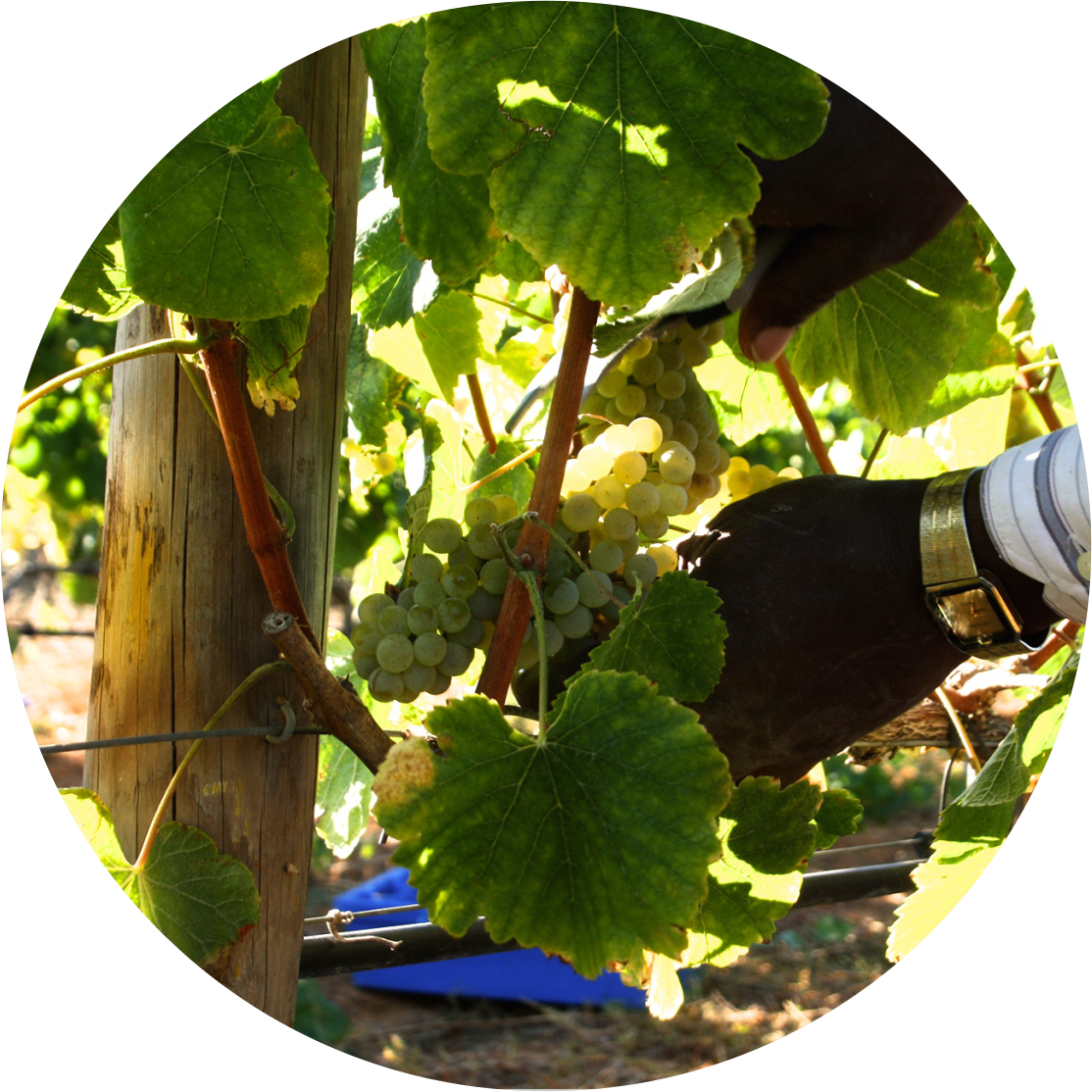 In Order To Make Fine Wine, Grapes Must Be Harvested - Grape (1114x1114), Png Download
