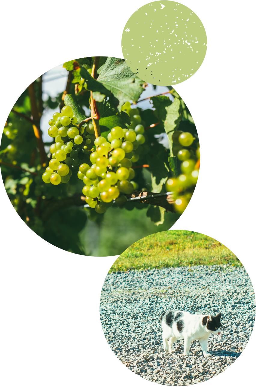 At The Mongaku Valley Winery In Yoichi, Hokkaido, We - Seedless Fruit (852x1288), Png Download