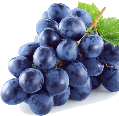 Clear Communications - Phytopharma Opc (542x573), Png Download