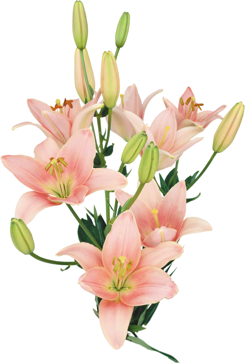 Flores Naturales, Natural Flowers - Ramos De Flores Para Photoshop (800x1189), Png Download