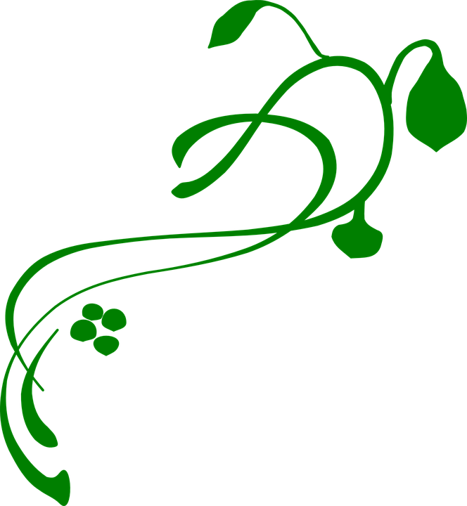 Flourish Clipart Vine - Green Vines Clip Art (664x720), Png Download