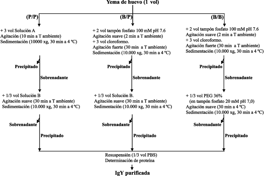 Protocolos De Purificación De Igy De Yema De Huevo - Document (850x568), Png Download