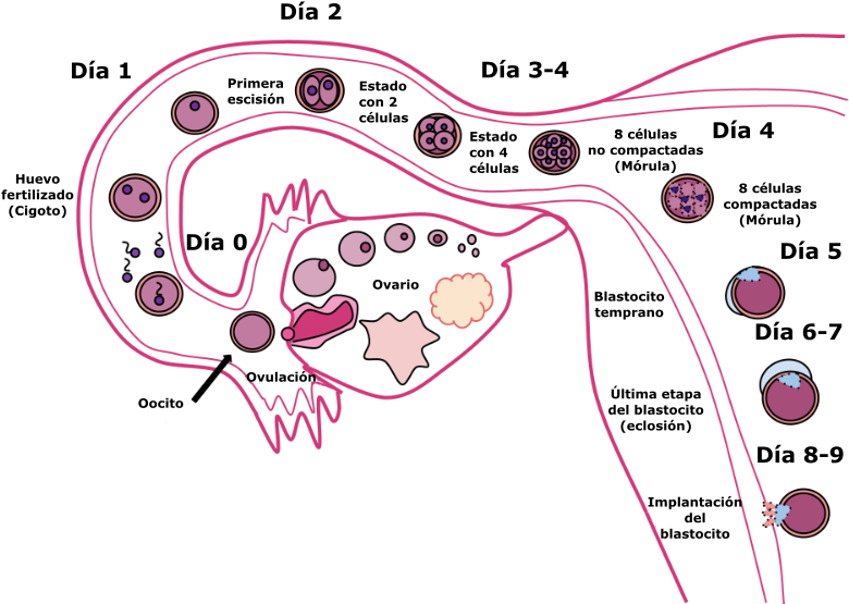 Human Fertilization-es - Fertilization Symptoms (800x600), Png Download