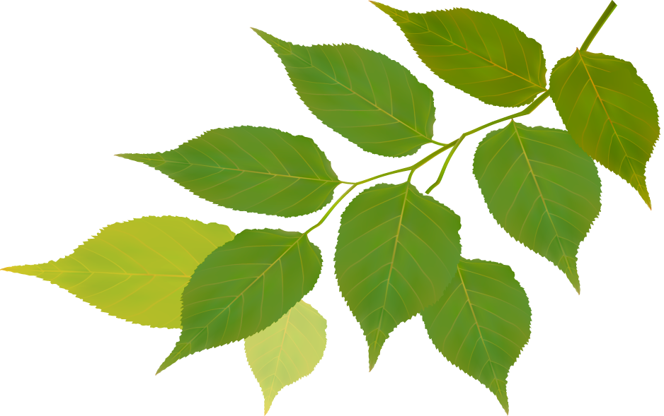 Residenciales - Fondo Hoja Naturaleza (938x589), Png Download