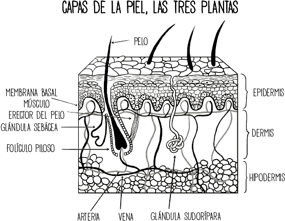 La Cubierta Recibe La Luz Del Sol - Diagram (656x506), Png Download